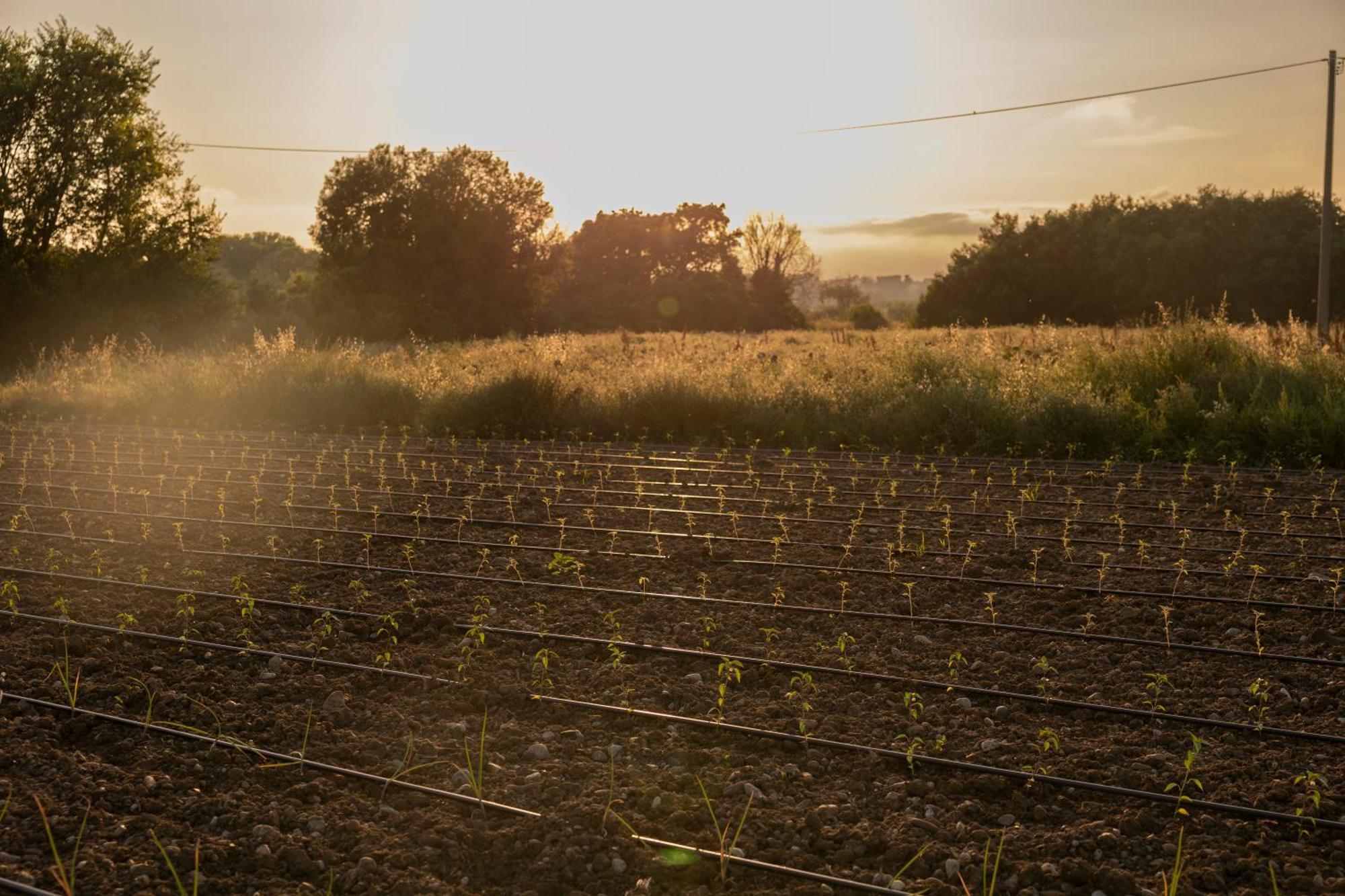 Agri Charme Tenuta Picilli Albanella Esterno foto